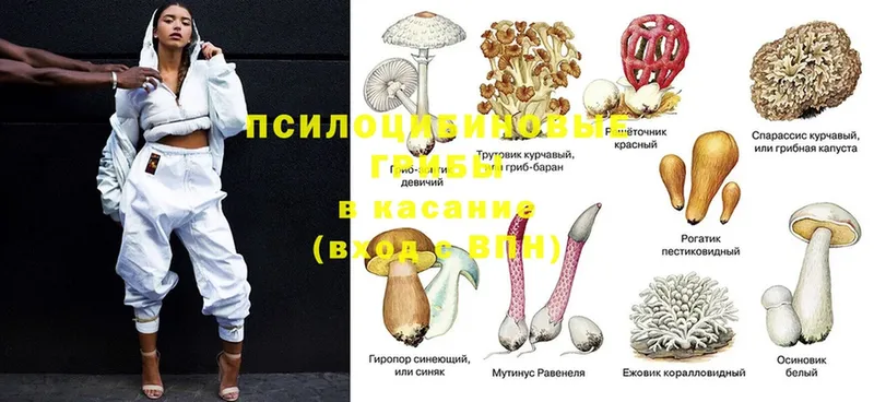 Галлюциногенные грибы Psilocybe  Копейск 